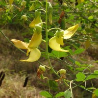 Crotalaria laburnifolia L.